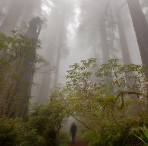 Nature_Forest_giant_Trees_016419_big